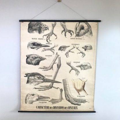 Ancienne affiche pédagogique Deyrolle : Caractère des divisions des oiseaux
