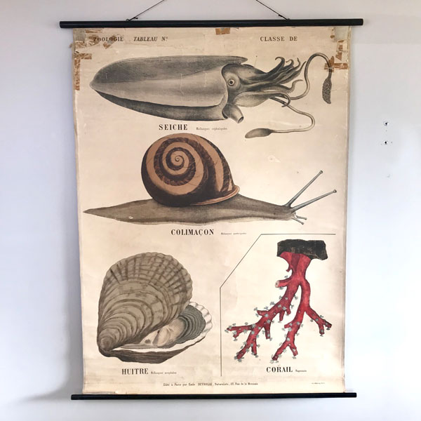 Ancienne affiche pédagogique Deyrolle : seiche, colimaçon, huître, corail