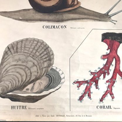 Ancienne affiche pédagogique Deyrolle : seiche, colimaçon, huître, corail