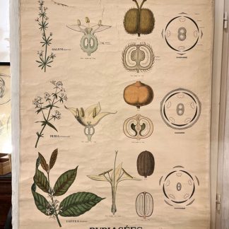 affiche-pedagogique-botanique-deyrolle-plantes-1888-1917-1
