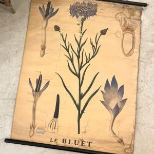 Ancienne planche Deyrolle "Le bluet"