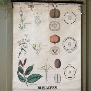 Ancienne affiche pédagogique, planche Deyrolle "Botanique-Rubiacées"