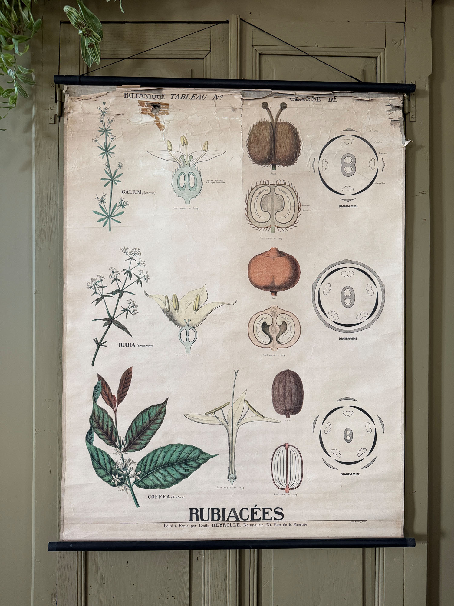 Ancienne affiche pédagogique, planche Deyrolle "Botanique-Rubiacées"