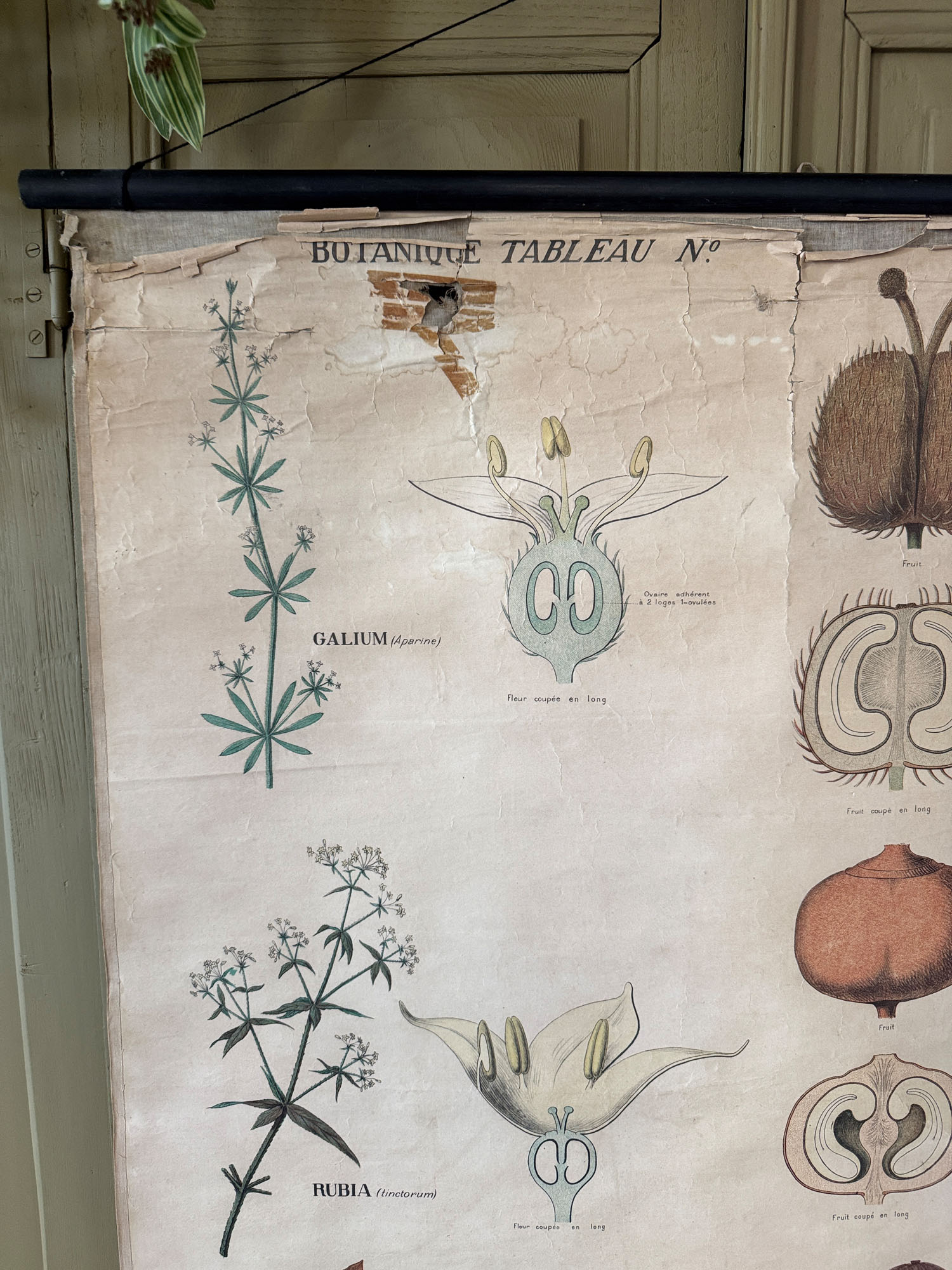 Ancienne affiche pédagogique, planche Deyrolle "Botanique-Rubiacées" – Image 2