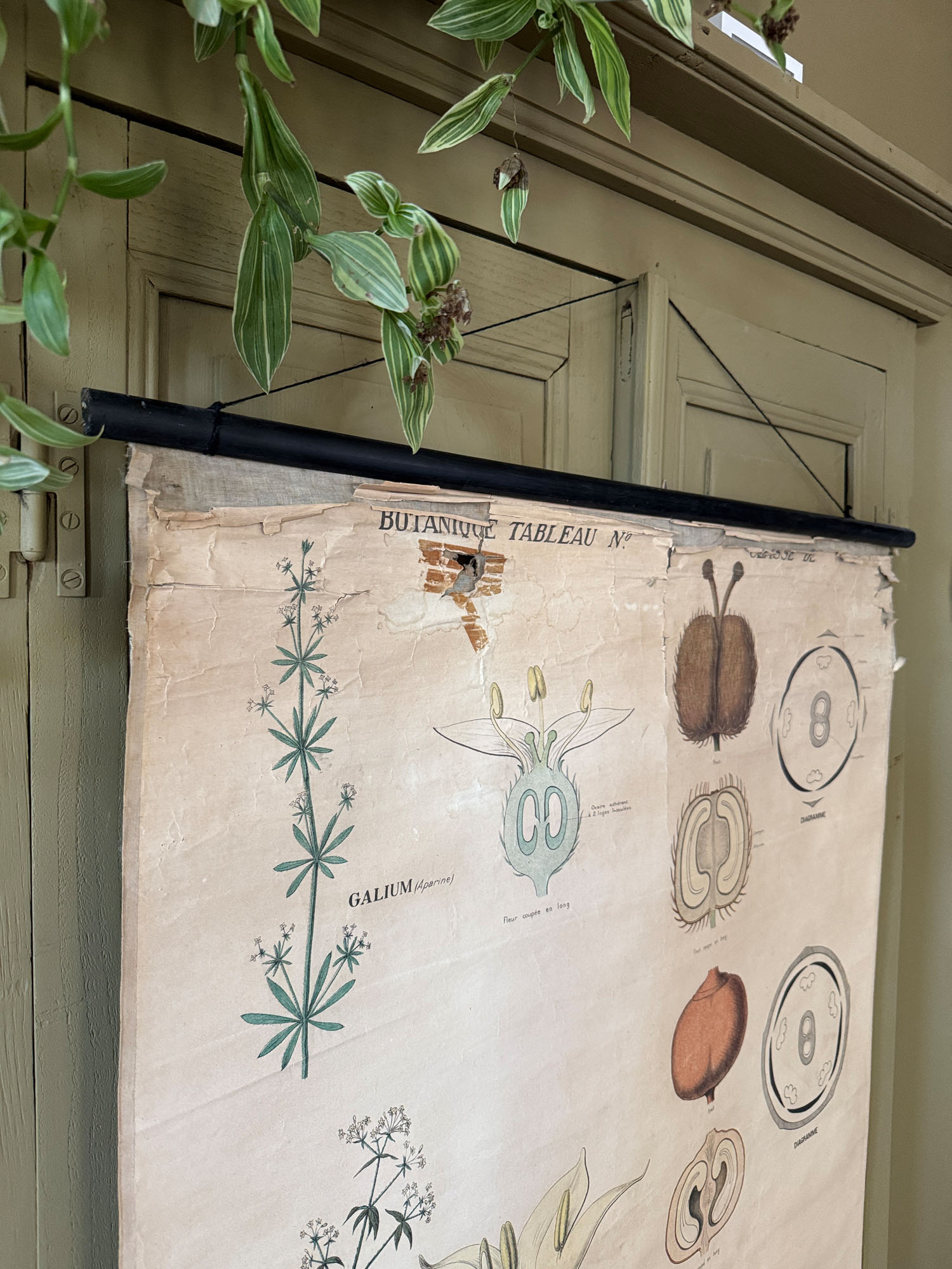 Ancienne affiche pédagogique, planche Deyrolle "Botanique-Rubiacées" – Image 4