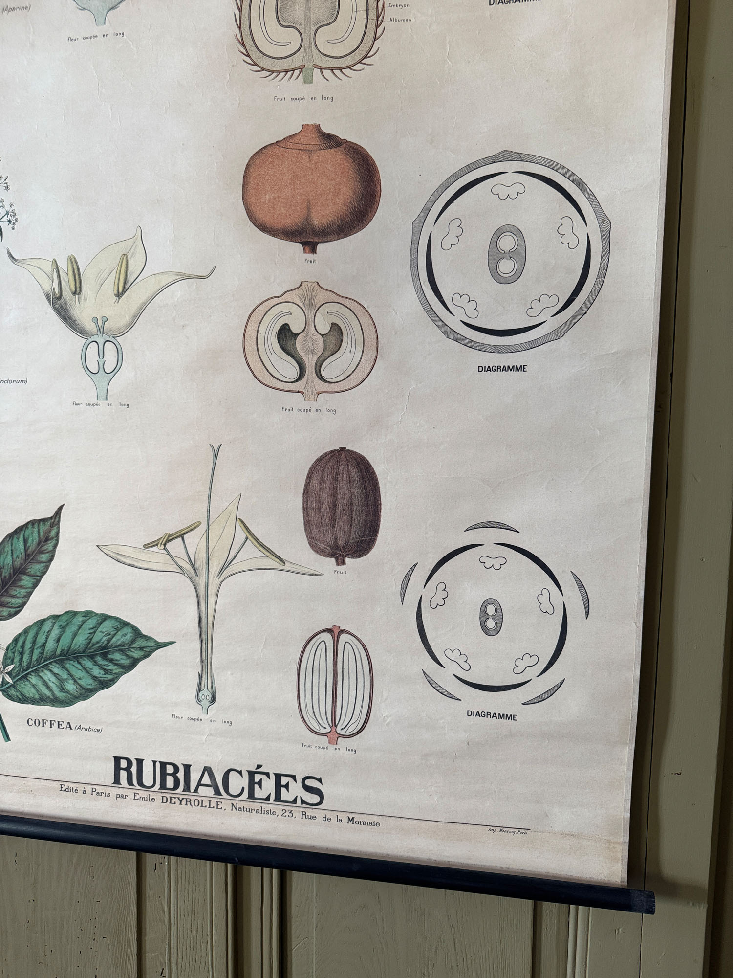 Ancienne affiche pédagogique, planche Deyrolle "Botanique-Rubiacées" – Image 6