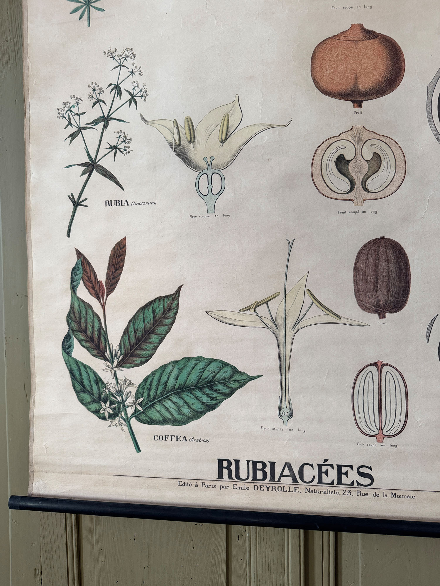 Ancienne affiche pédagogique, planche Deyrolle "Botanique-Rubiacées" – Image 5