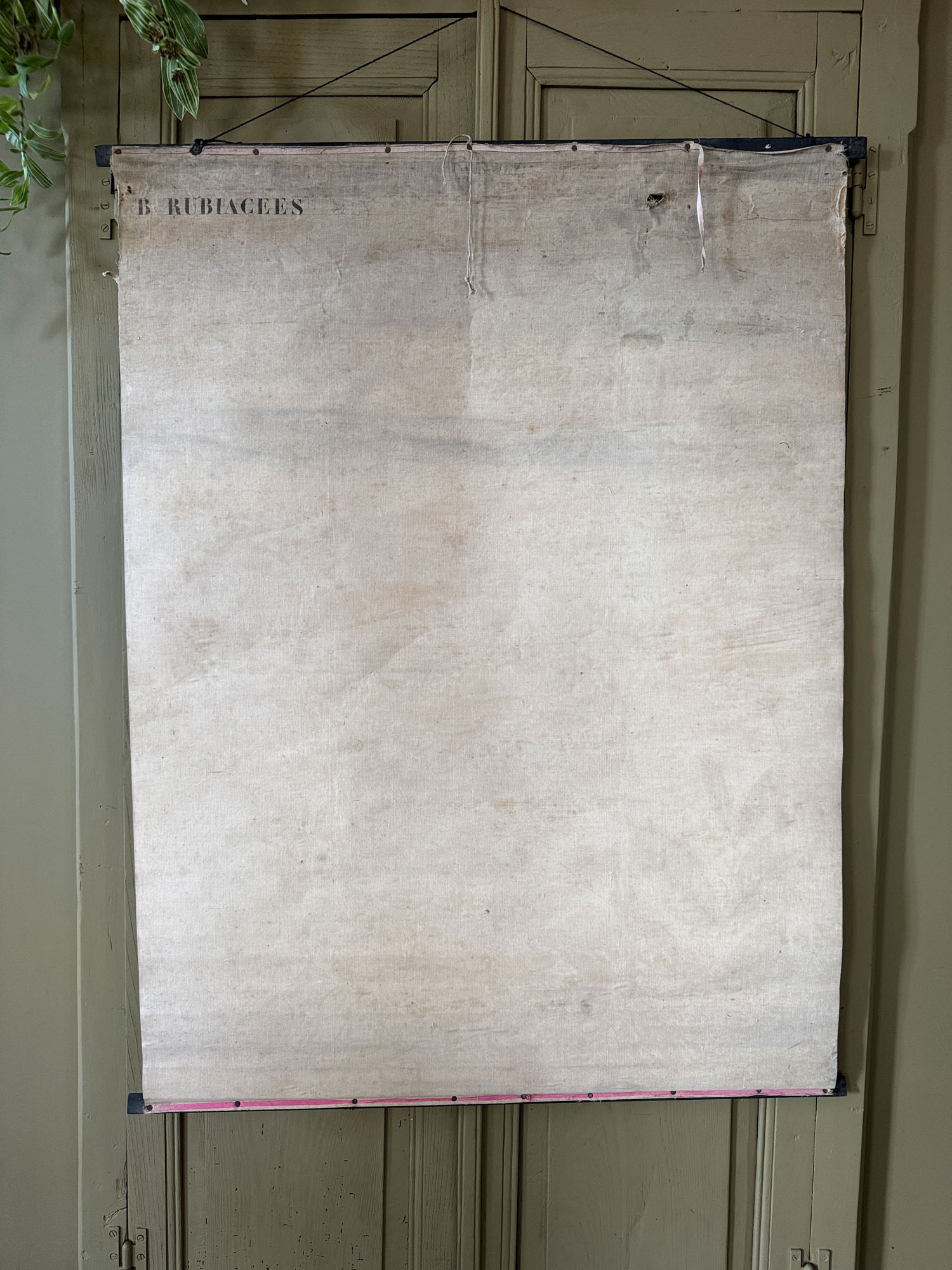 Ancienne affiche pédagogique, planche Deyrolle "Botanique-Rubiacées" – Image 7