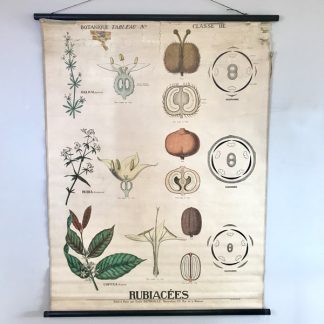 Affiche ancienne pédagogique Deyrolle, botanique, rubiacées