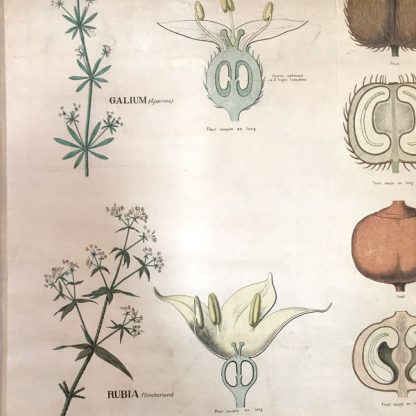 Affiche ancienne pédagogique Deyrolle, botanique, rubiacées