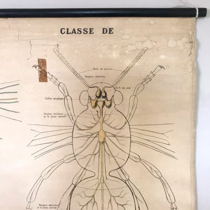 Affiche ancienne pédagogique Deyrolle, zoologie, Anatomie sommaire de l'abeille