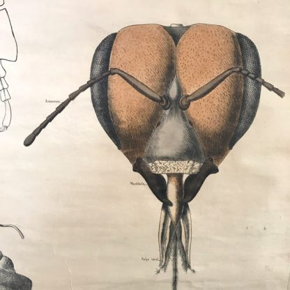 Affiche ancienne pédagogique Deyrolle, zoologie, Anatomie sommaire de l'abeille