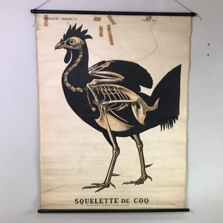 deyrolle-affiche-ancienne-zoologie-squelette-coq-1