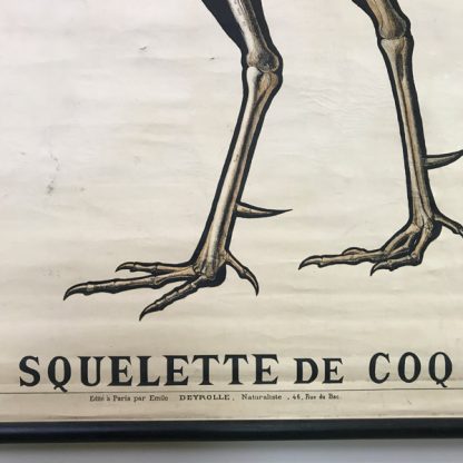 Affiche ancienne pédagogique Deyrolle, zoologie, Squelette de coq