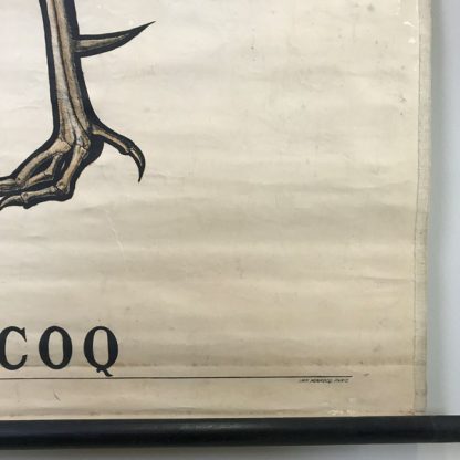 Affiche ancienne pédagogique Deyrolle, zoologie, Squelette de coq