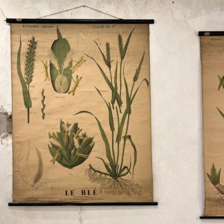 affiche-planche-pedagogique-botanique-deyrolle-blé-12