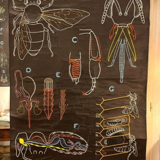 affiche-pedagogique-auzoux-sougy-noire-abeille-1