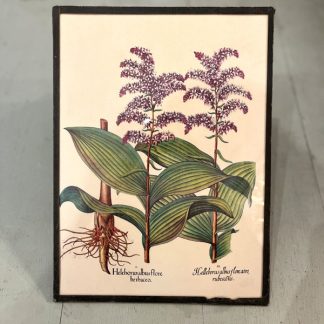 ancienne-planche-botanique-encadree-heleborus-violet-fleur-1
