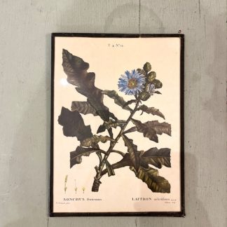 ancienne-planche-botanique-encadree-laitron-fleur-bleu-1