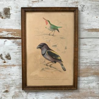gravure-orbigny-travies-fournier-oiseaux-histoire-naturelle-passereaux-3-1