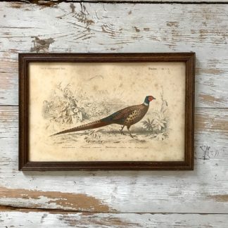 gravure-orbigny-travies-fournier-oiseaux-histoire-naturelle-passereaux-7-1
