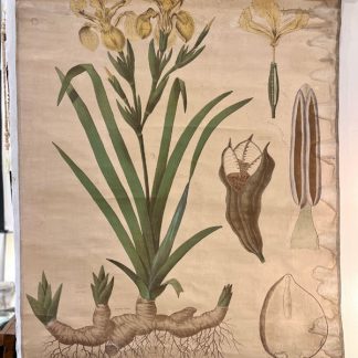 affiche-planche-pedagogique-botanique-deyrolle-iris-3