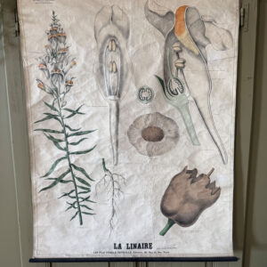 Ancienne affiche pédagogique, planche Deyrolle “La Linaire”