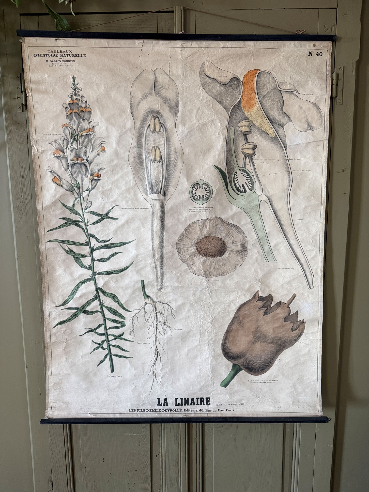 Ancienne affiche pédagogique, planche Deyrolle “La Linaire”
