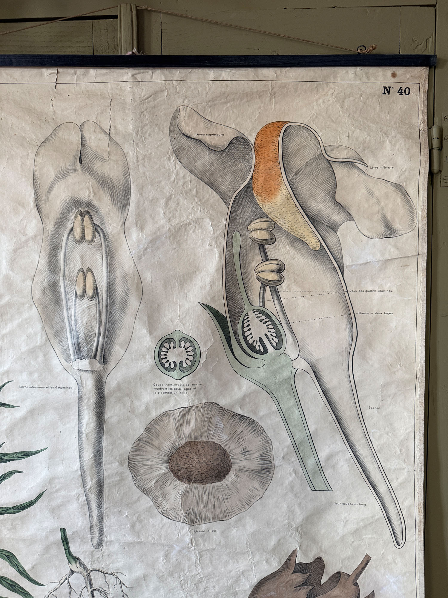 Ancienne affiche pédagogique, planche Deyrolle “La Linaire” – Image 5