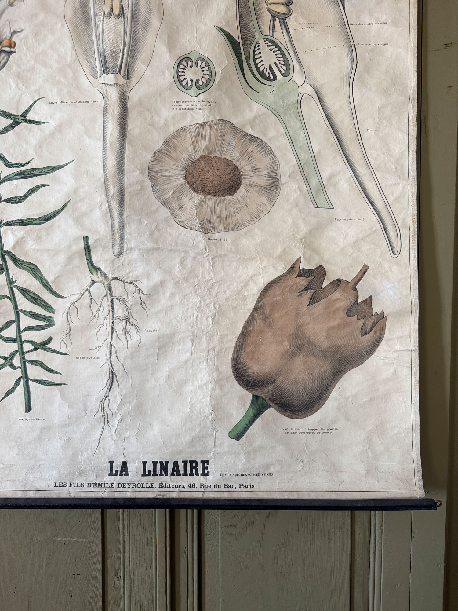 Ancienne affiche pédagogique, planche Deyrolle “La Linaire” – Image 4
