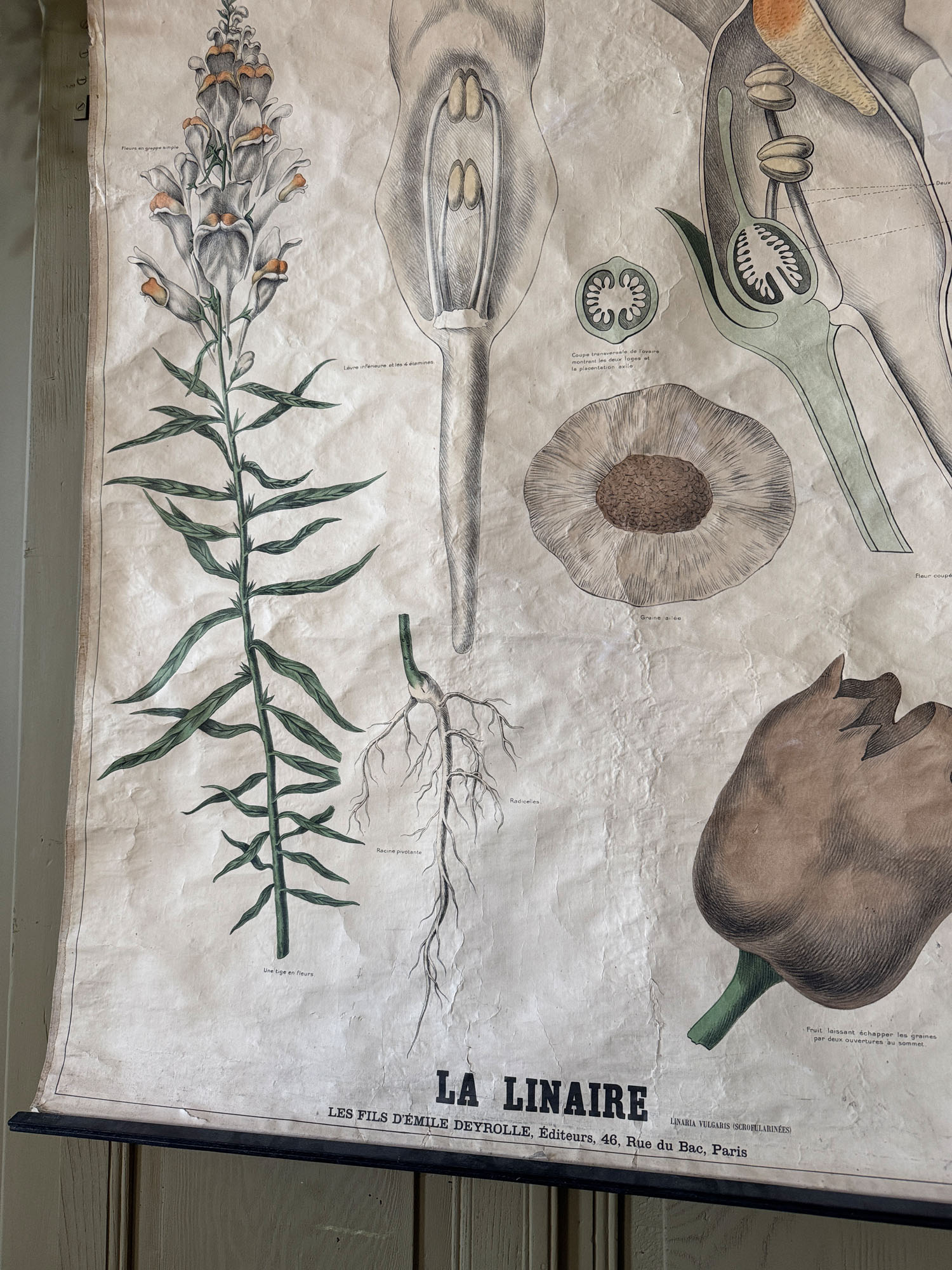 Ancienne affiche pédagogique, planche Deyrolle “La Linaire” – Image 3