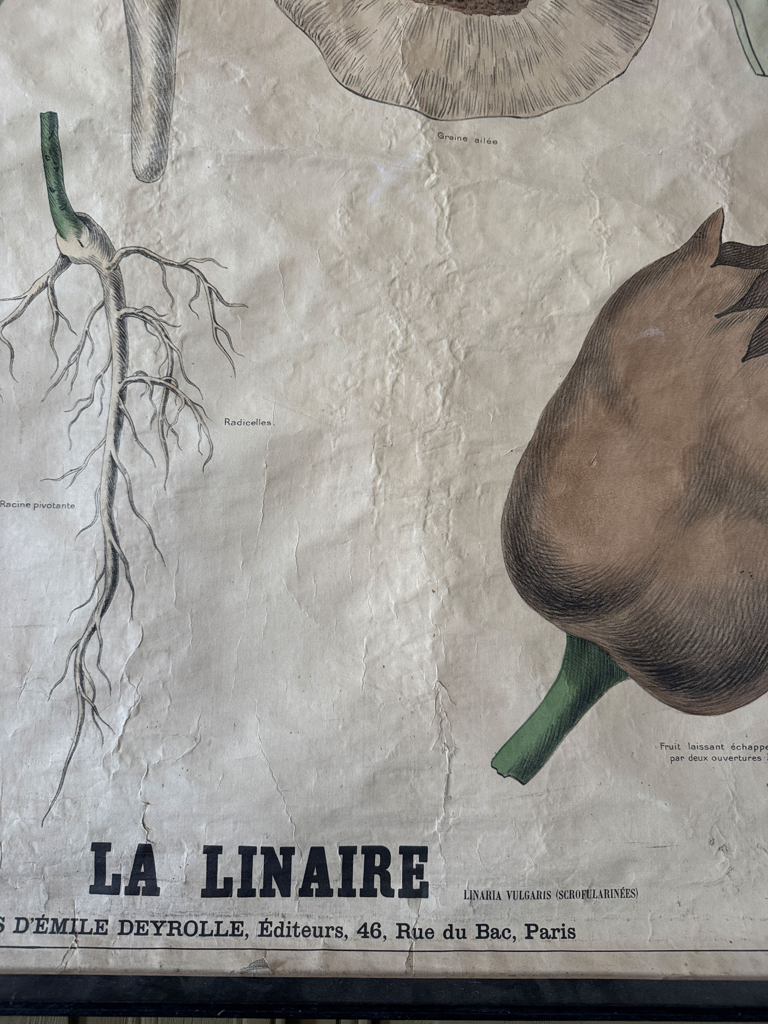 Ancienne affiche pédagogique, planche Deyrolle “La Linaire” – Image 2