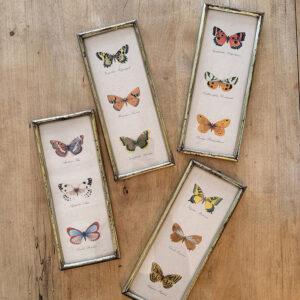 Lot de 4 gravures de papillons